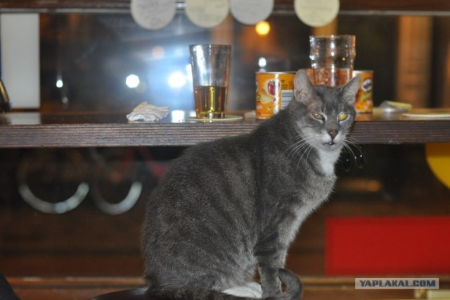 И целого мира мало!