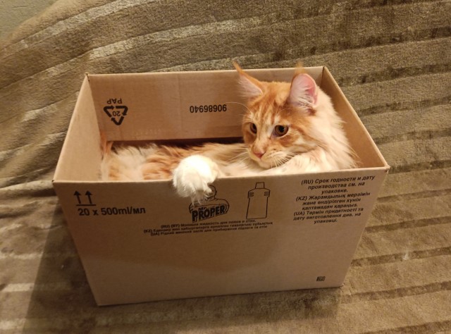 Кошка
