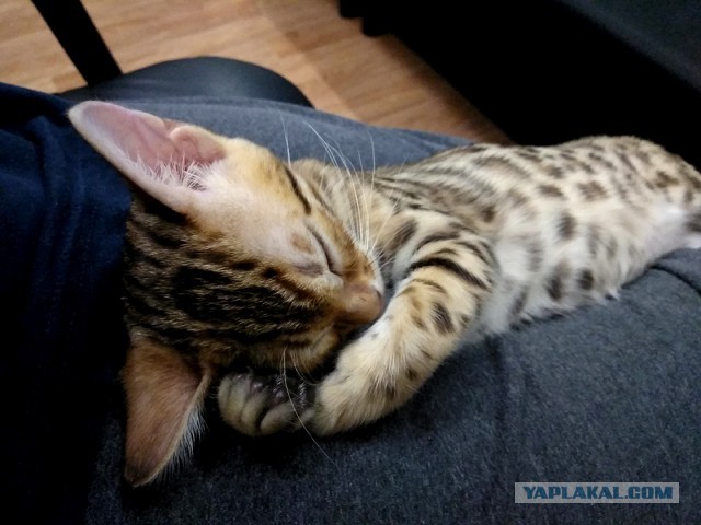 А как вы спите с котиком?