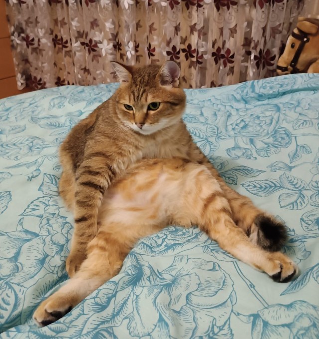Котовторник прошел, а я не успел