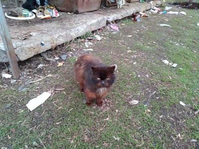 Котобанда Милахи продолжает отжимать шиномонтаж!