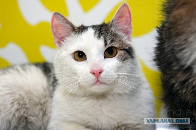 Котовторник  19.03.2013