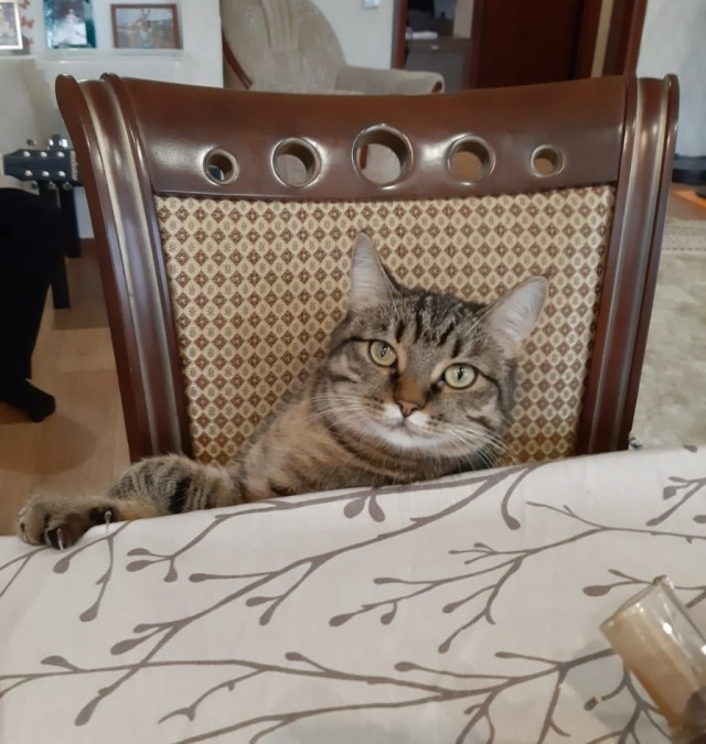 Котофторниг