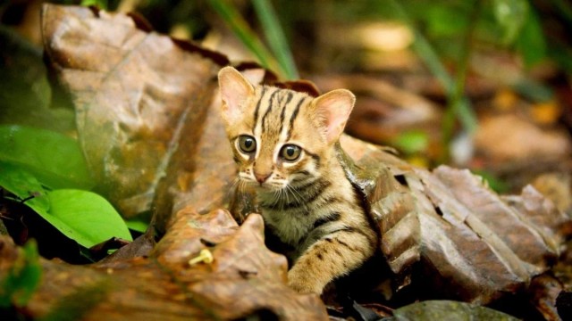 Красота диких кошек