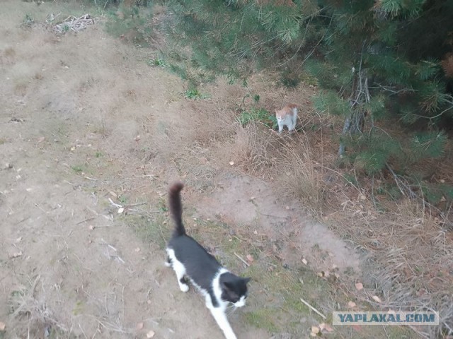 Жизнь домашнего приюта для котеек 464
