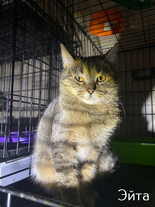 Жизнь домашнего приюта "Котоленд" 423