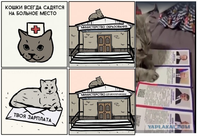 Кот - предсказатель