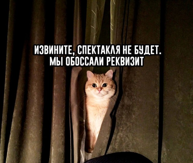 «Будь проклят этот кот, что помочился на мою книгу!» Запись в манускрипте, сделанная в 1420 году