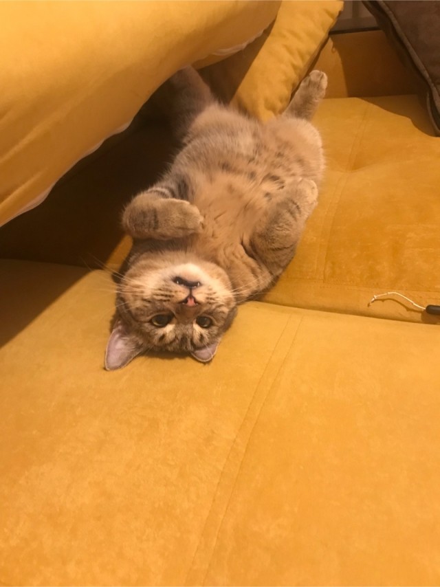 Всех с котовторником