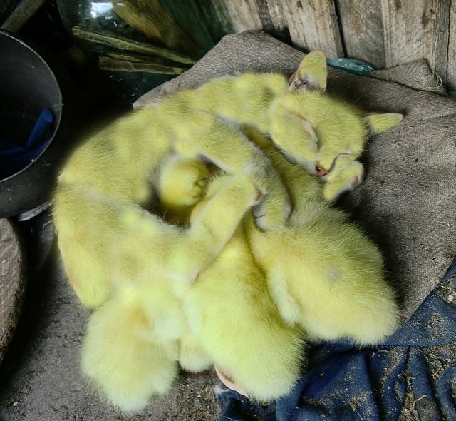 Кошка и утята