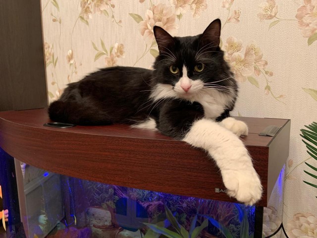 Котовторник, от мала до велика