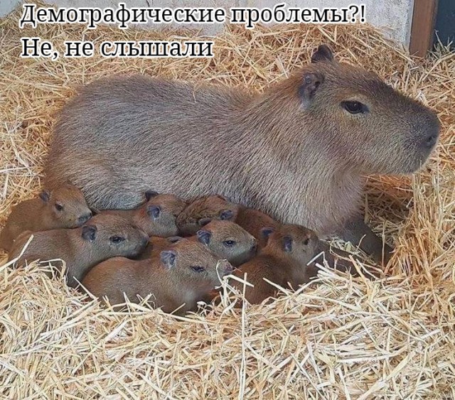 В России своего народа некуда девать!