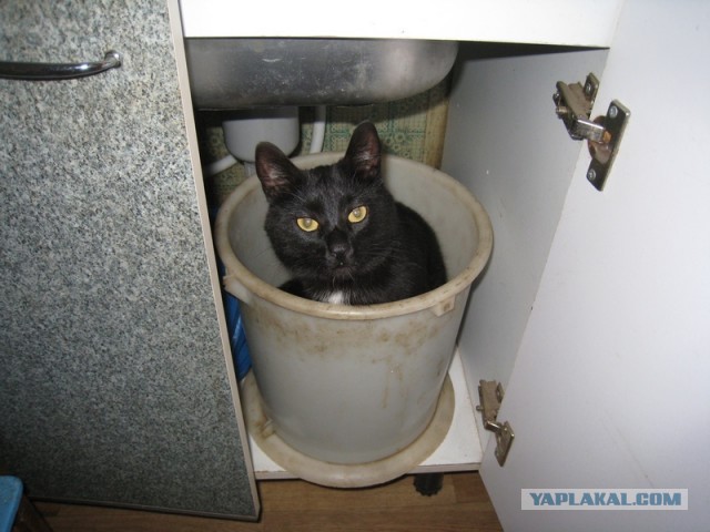 Мелом обвести?