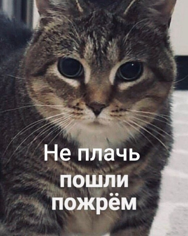 Реакция котов на плач