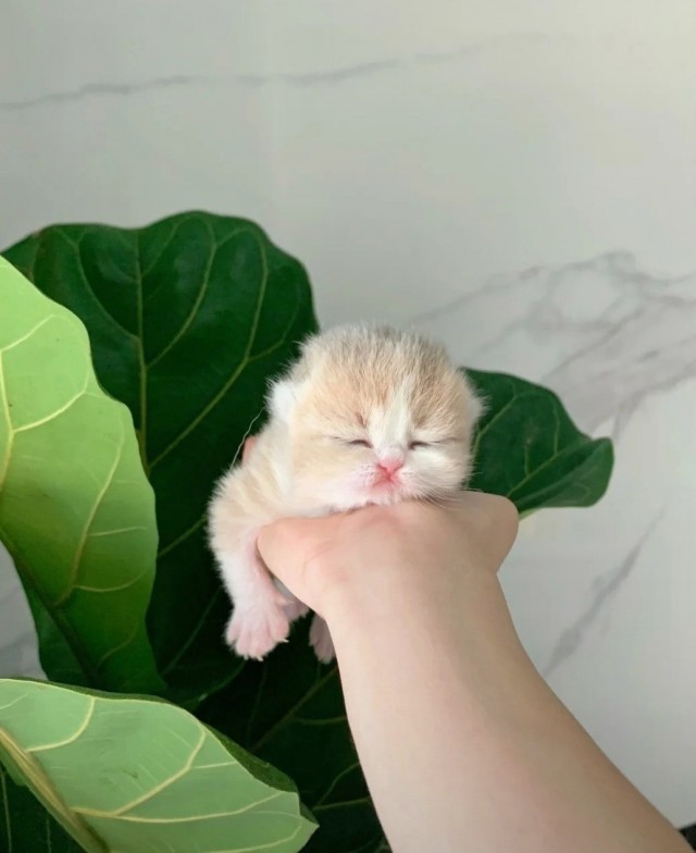 Откуда берутся малыши?