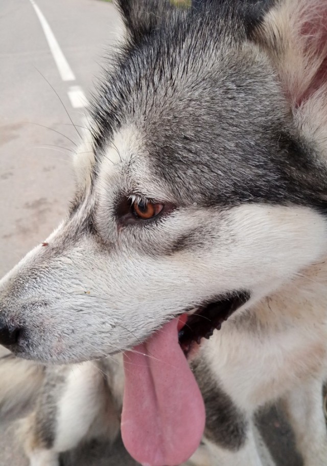 Собакочетверг!