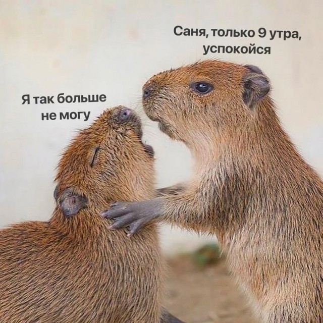 Картинки для деградации 21 (разной степени свежести)