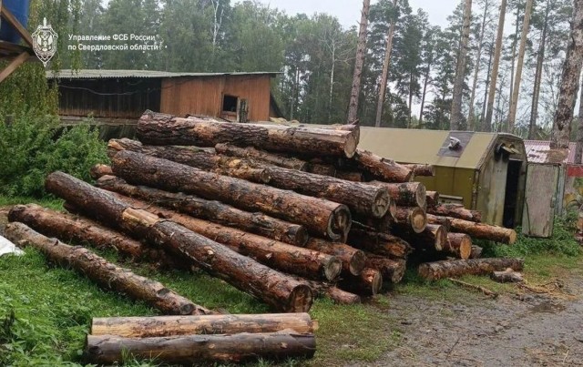 На «Бажовских местах» вырубили лес на полмиллиарда рублей: ФСБ остановила схему