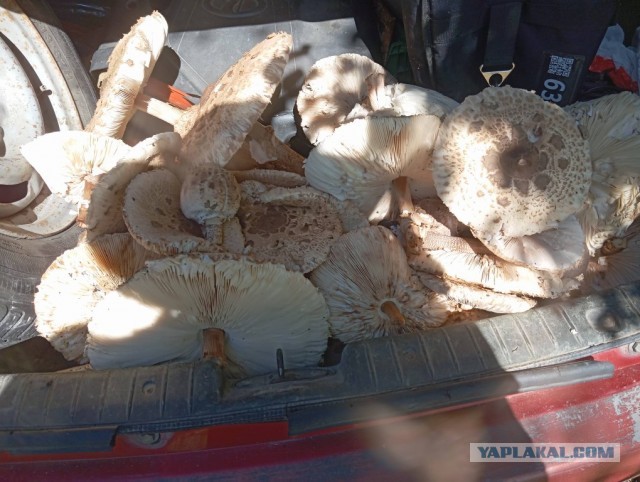 Лучшая поганка.