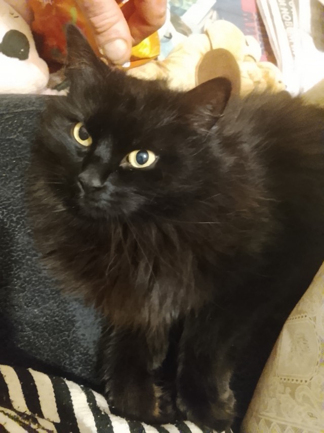 Чёрный котовторник