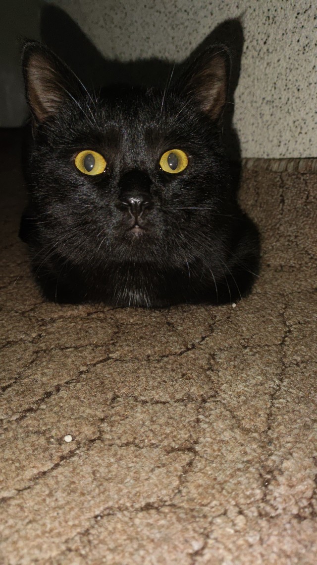 Котовторник же!