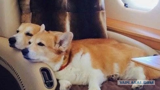 Ничего милее сегодня уже не будет