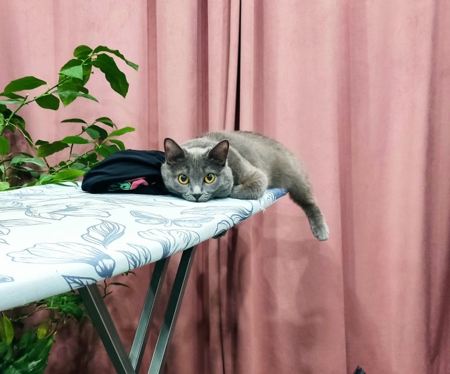 А котовторник уже пришёл?