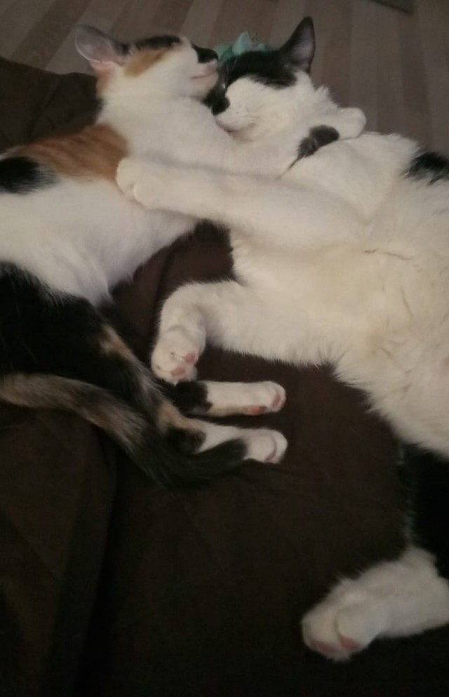 А котовторник уже пришёл?