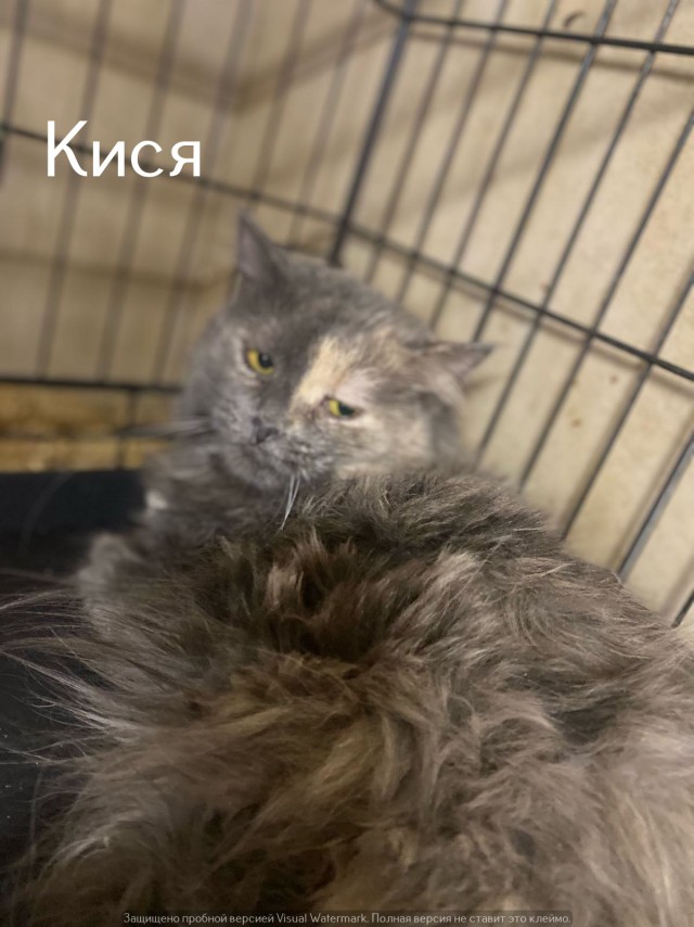 Жизнь домашнего приюта "Котоленд" 535
