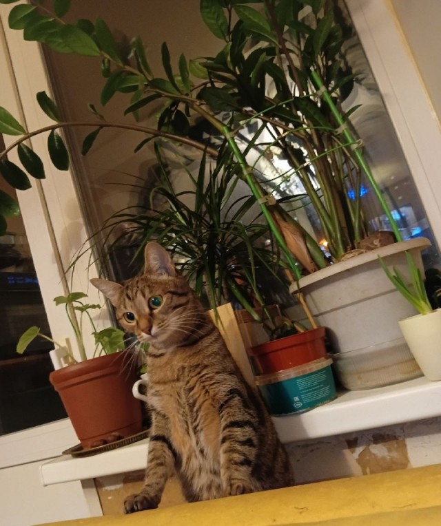 Кото вторник же!