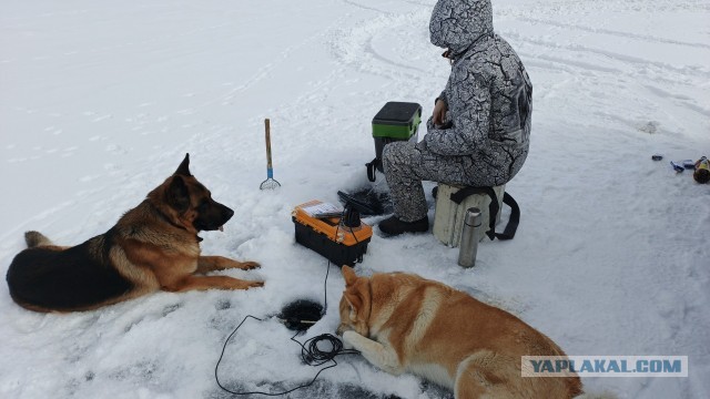 Собакочетверг же, но кошку из фото не выкинешь