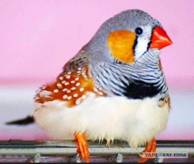 Литературная битва "ЯПлакал" против "Литбесов"