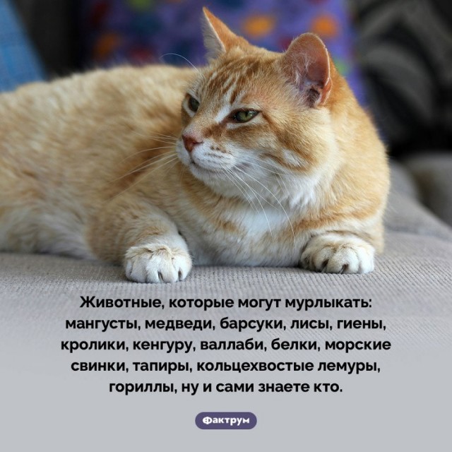 Картинки для деградации 233 (разной степени свежести)