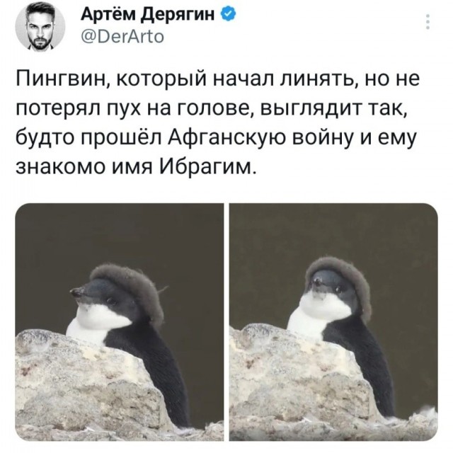 Пингвины - философы моей жизни