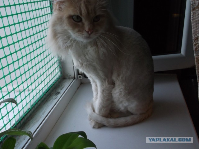 Котовторник  30.07.2013