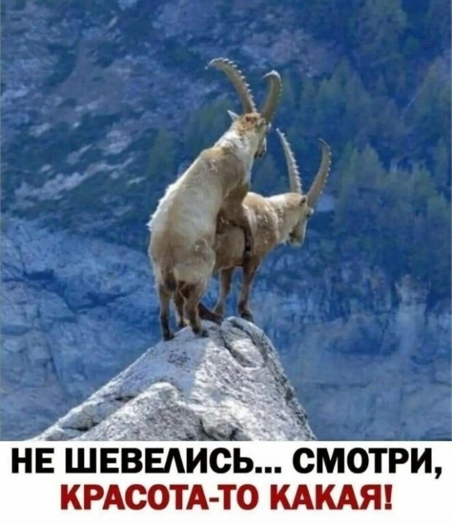 Картинки для деградации 251 (разной степени свежести)