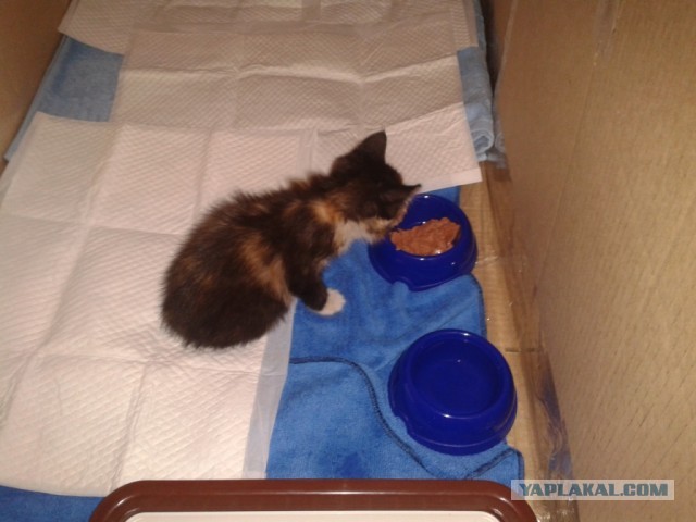 История одного "почти спасения".