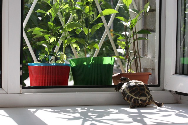 Ящер на подоконнике