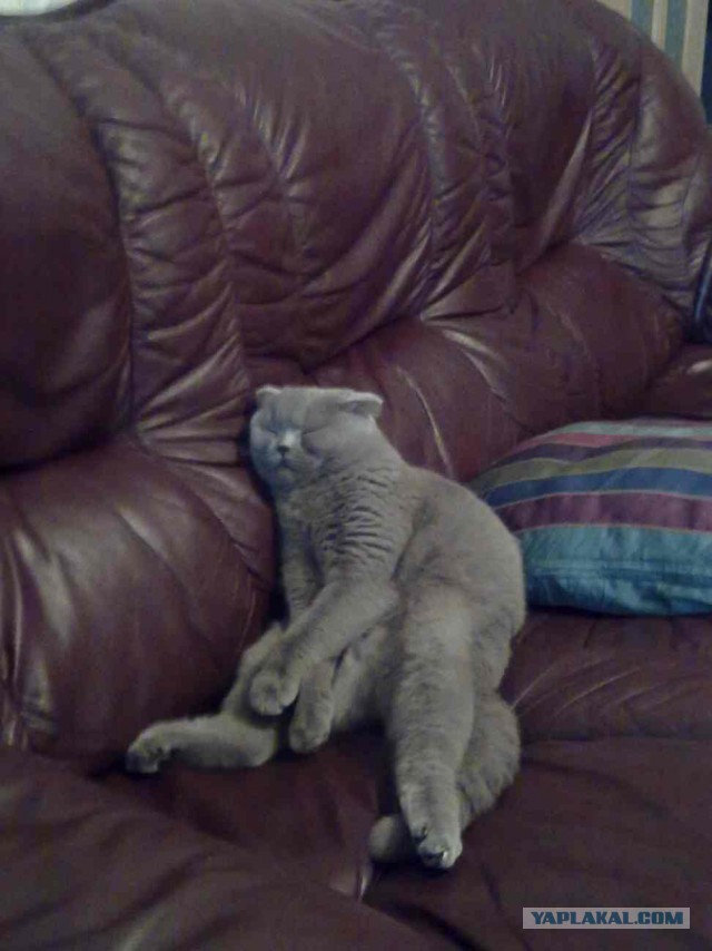 Котовторник 18.03.2014