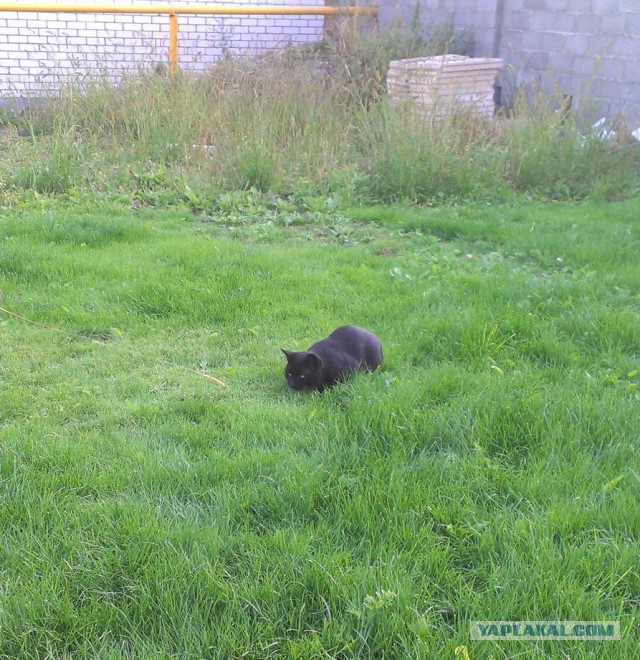 Котовторник 24.06.2014