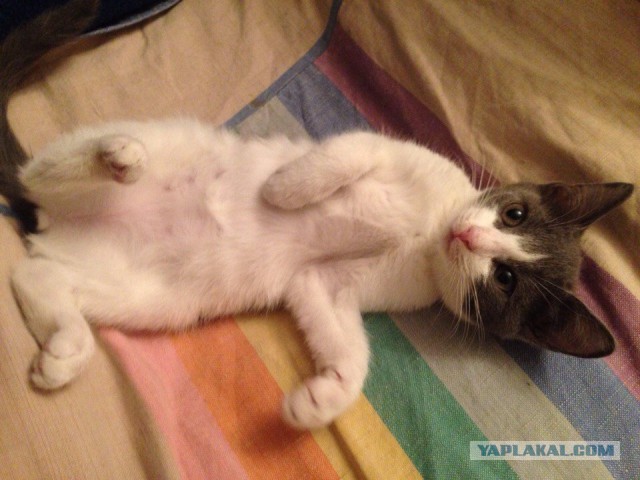 Котовторник 25.11.2014