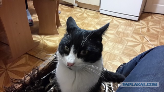 Котовторник 2.12.14