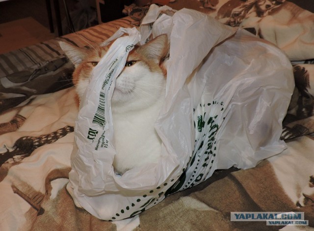 Моим котам