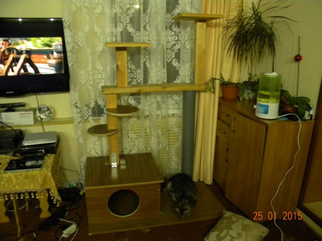Котовторник