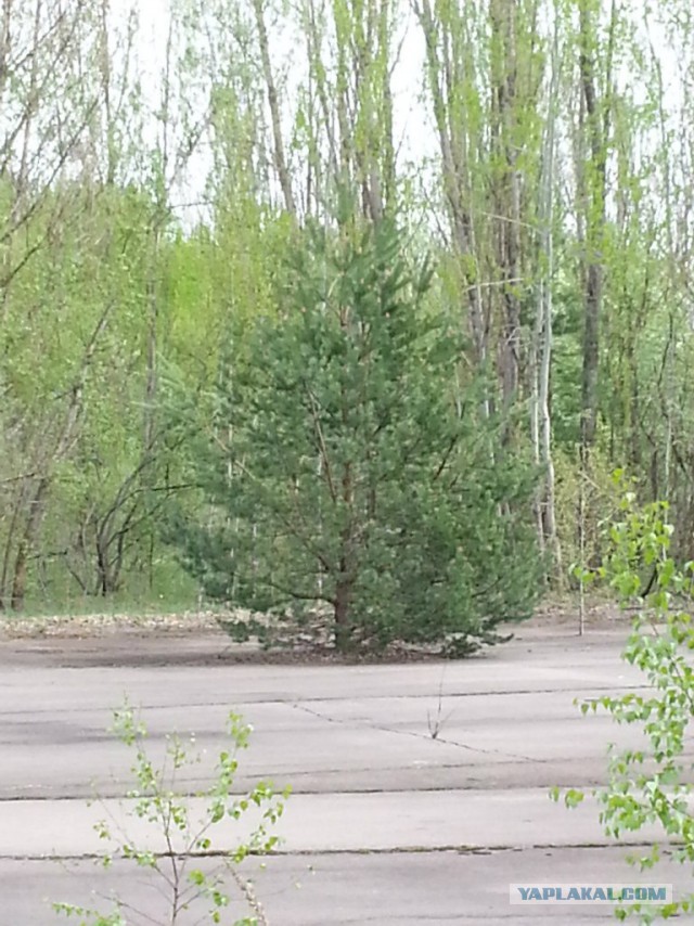 Поездка в Зону Отчуждения