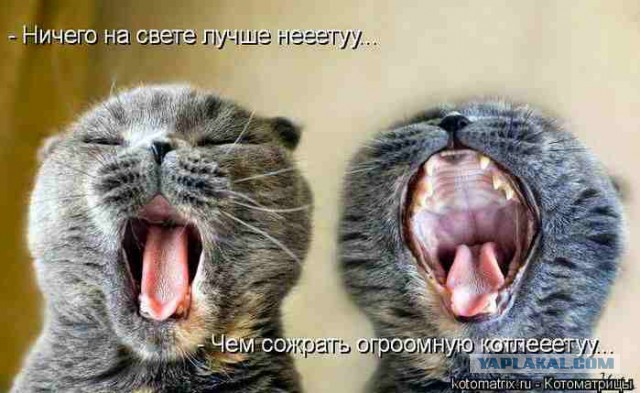 25 котофотоприколов.