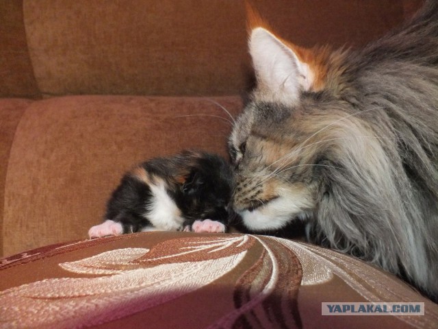 Котовторник 28.04.2015