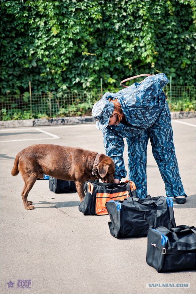 Центр кинологической службы Упр-ния на транспорте