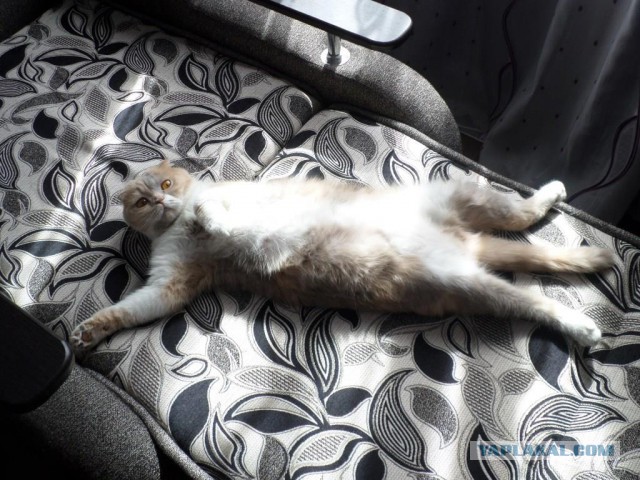 Котовторник 11.08.2015