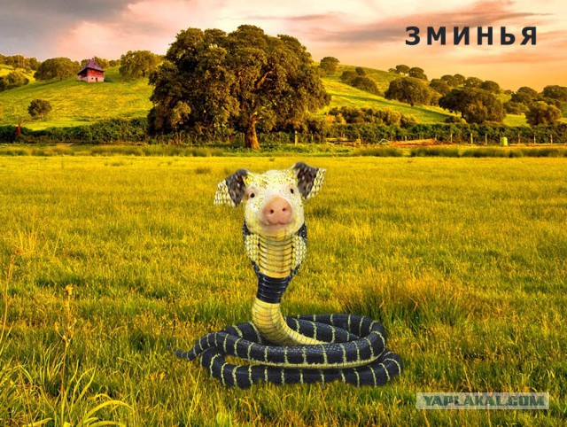 Картинки из сети